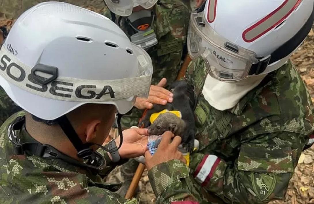 Ejército Nacional rescata especies animales durante intervención de incendios forestales en Antioquia, Cesar y Santander