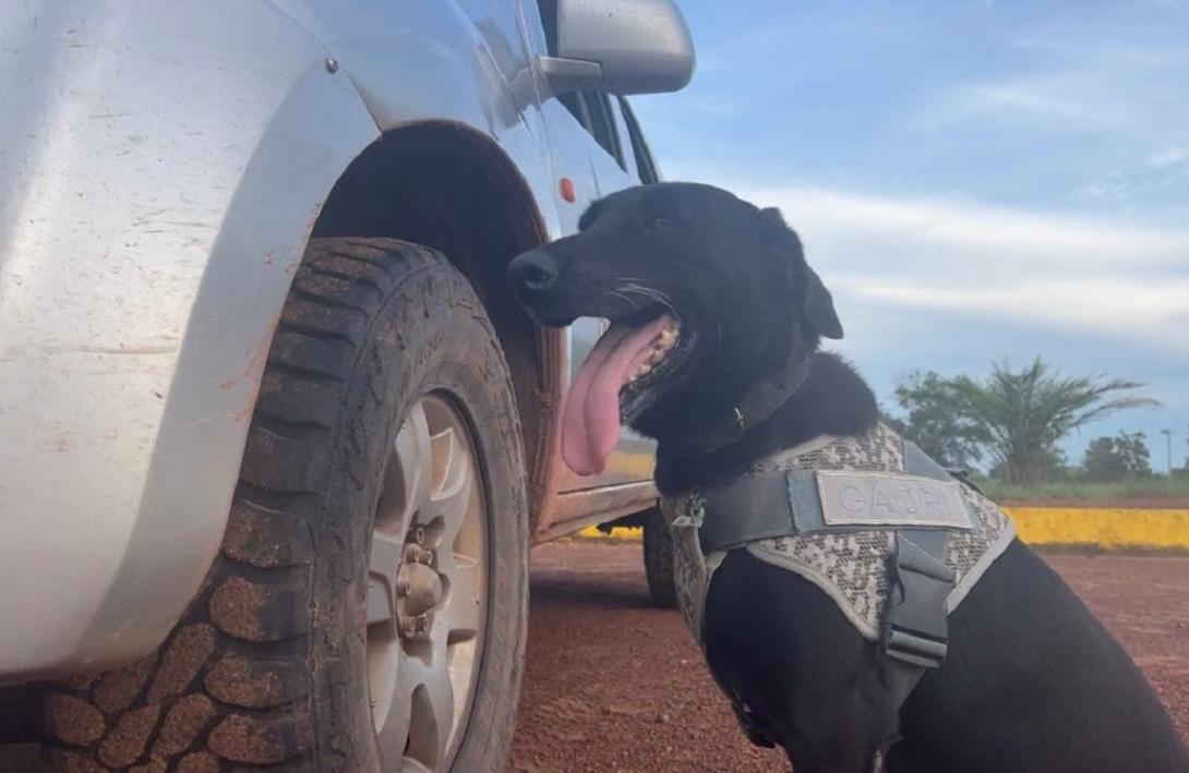 Capacidades caninas fortalecidas en entrenamientos avanzados