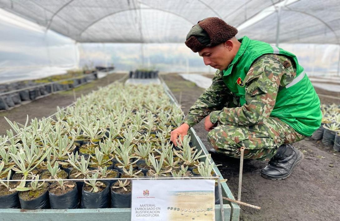 Más de 36 mil plántulas han sembrado los soldados de la Brigada 13 en lo corrido del año