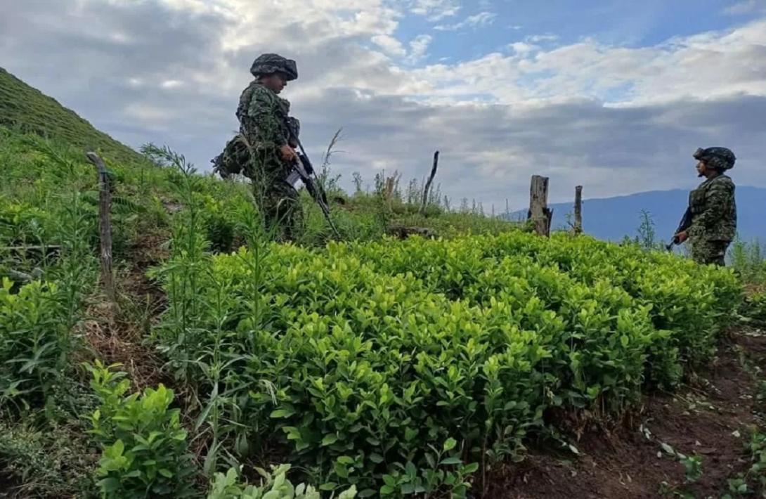 Ubicado un semillero con aproximadamente 30.000 plántulas de hoja de coca en Hacarí
