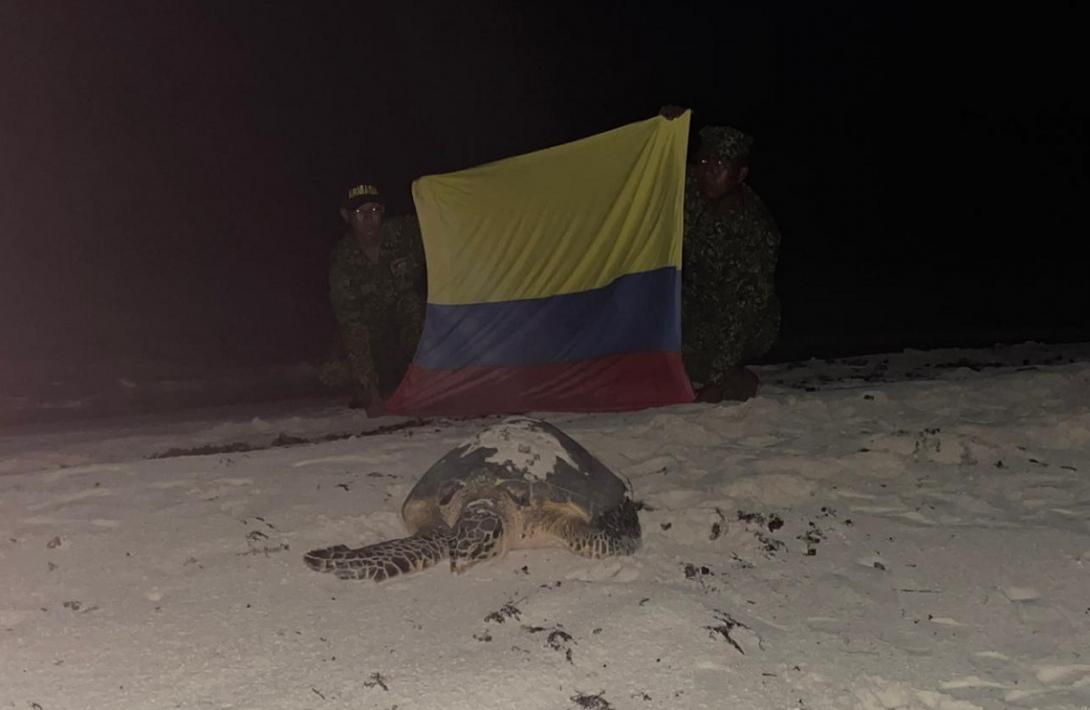 Armada de Colombia apuesta a la protección de especies marinas en la región insular