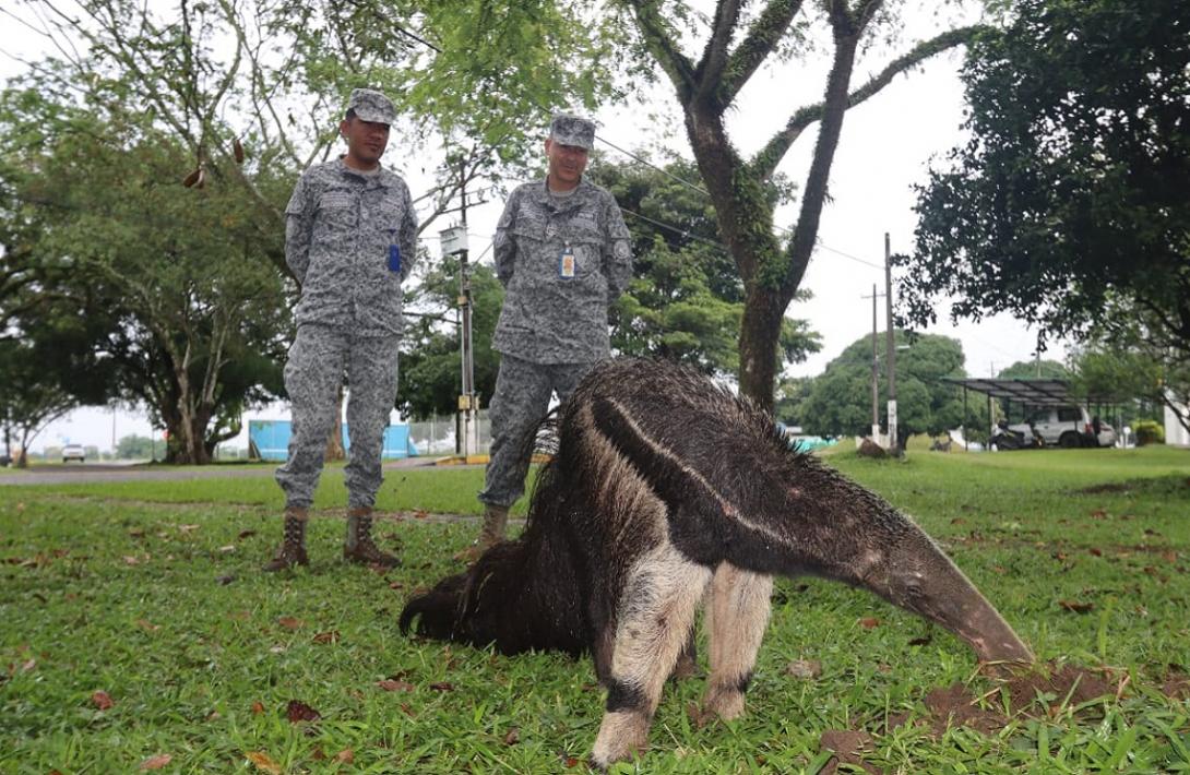 Preservando el Oso Palmero en la Base Aérea de Apiay: ejemplar fue hallado herido