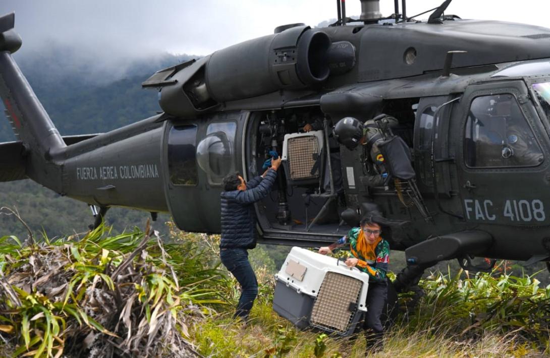 En un helicóptero UH-60 dos animales silvestres regresan a su hábitat natural