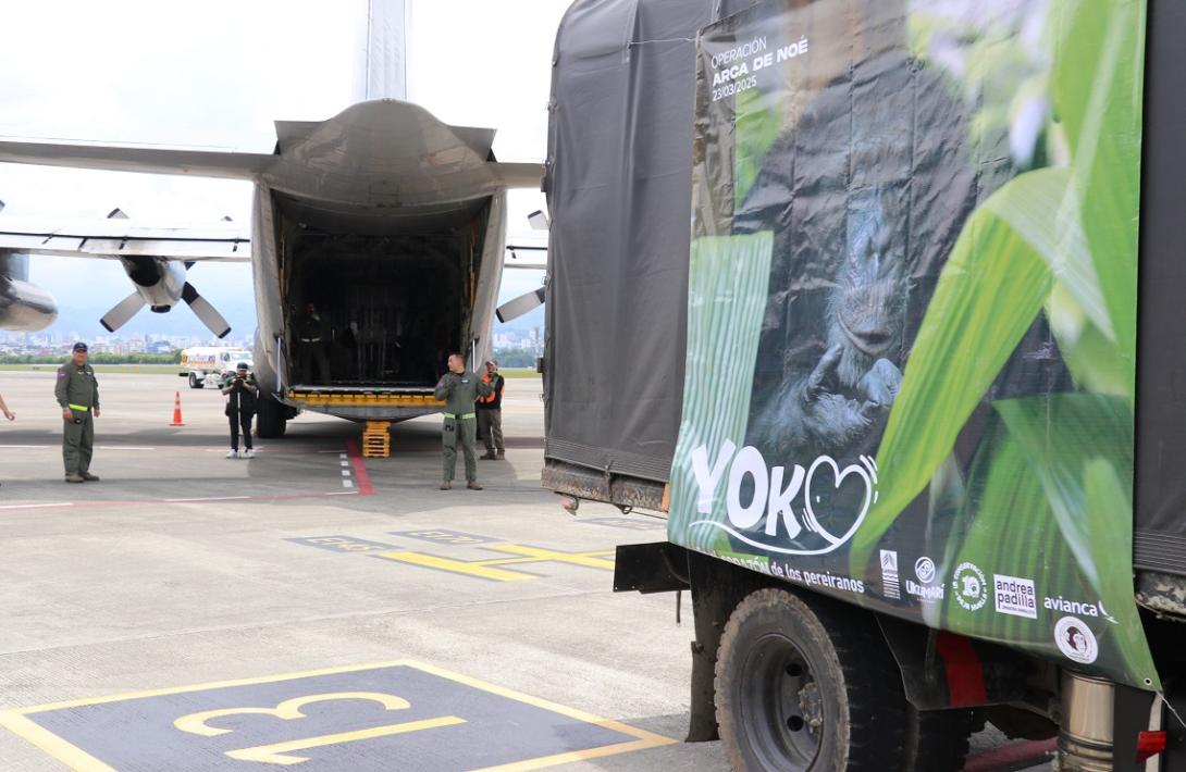 Chimpancé “Yoko” llegó a Bogotá en una aeronave C-130 hércules