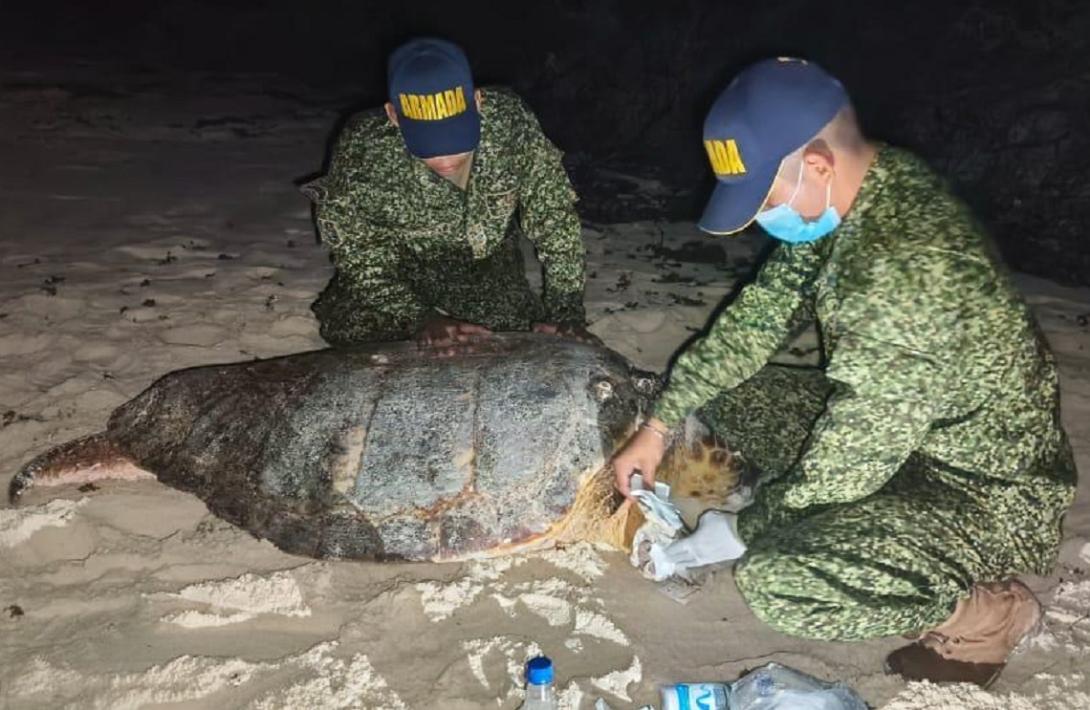 Armada de Colombia salvó a tortuga herida en el Archipiélago de San Andrés 