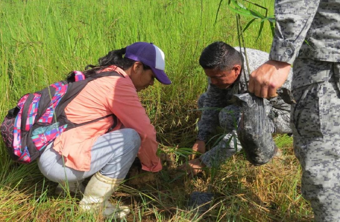Trabajo interinstitucional permite siembra de 1.500 plántulas en el Amazonas