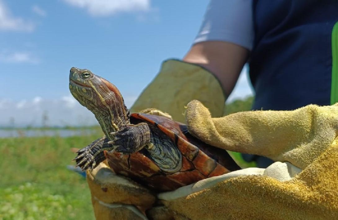 Más de 400 animales recuperados y tres sujetos capturados en operación contra delitos ambientales
