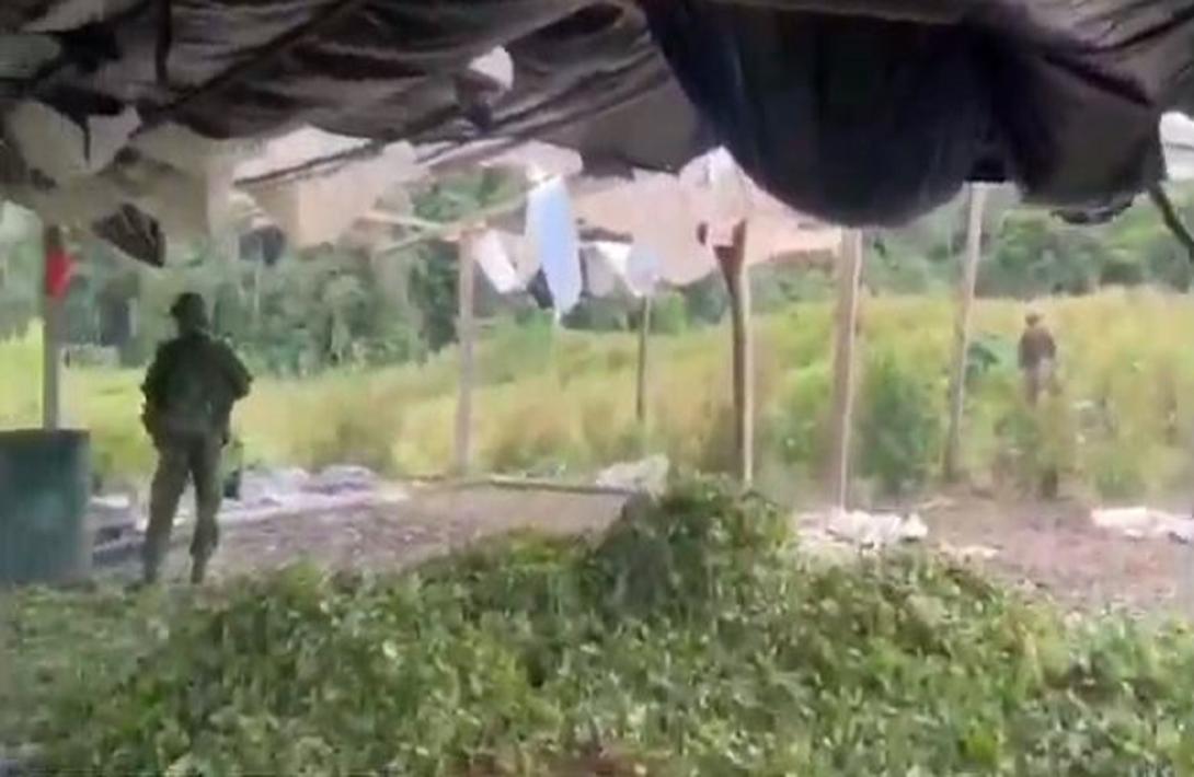 Este año en Nariño, la Armada de Colombia, en su lucha contra el narcotráfico mantiene ofensiva contra la producción de alcaloides