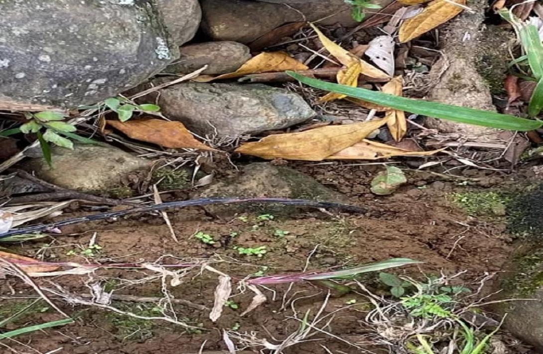 Frustrado atentado contra el Derecho Internacional Humanitario en el Valle del Cauca