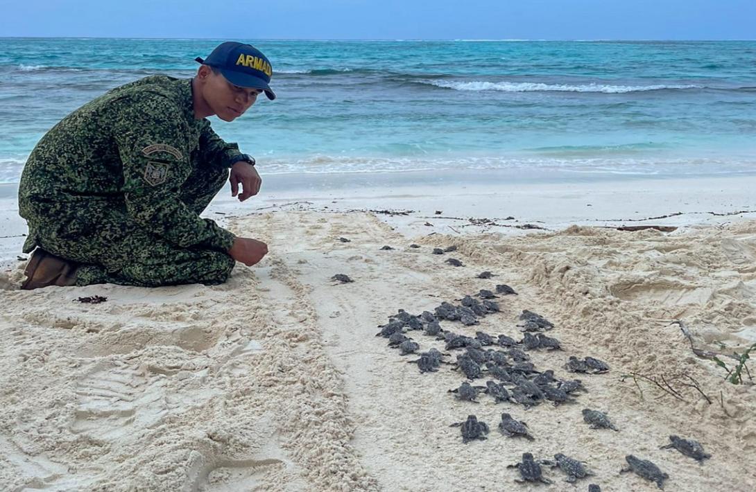 Inició la temporada de eclosión de tortugas en el Archipiélago de San Andrés