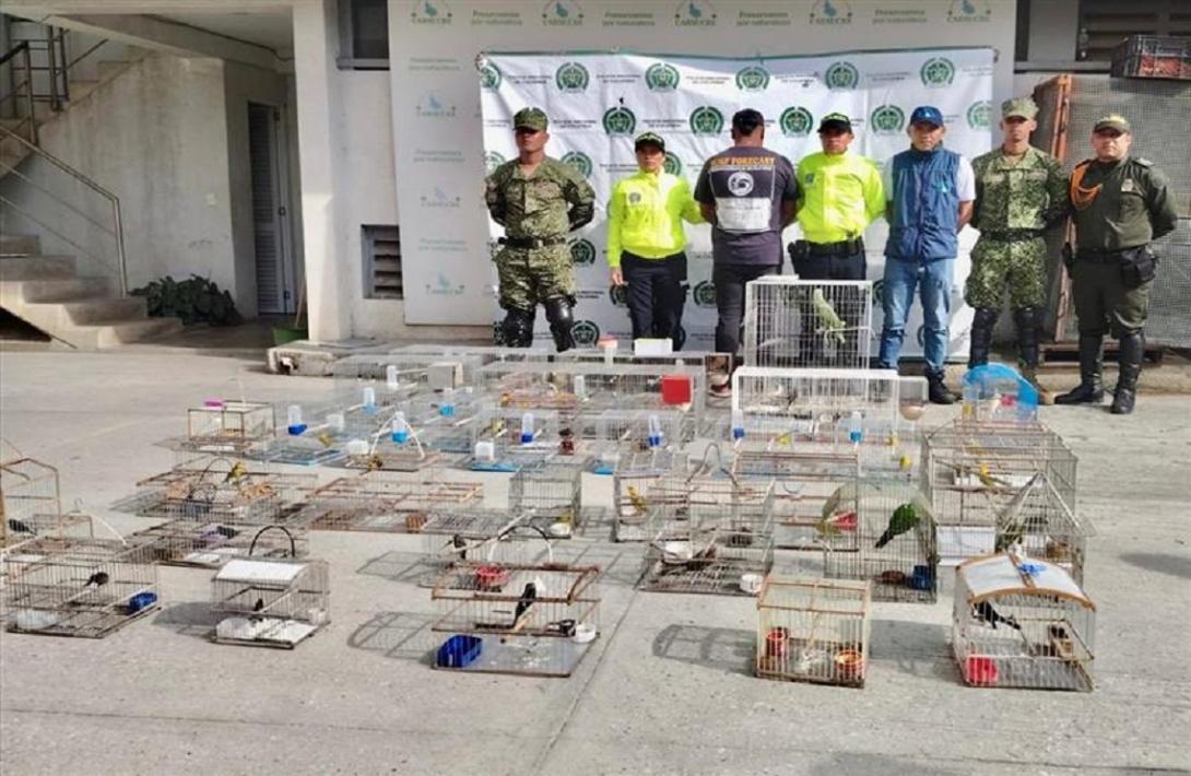 Recuperadas más de 75 especies de fauna silvestre en la región Caribe