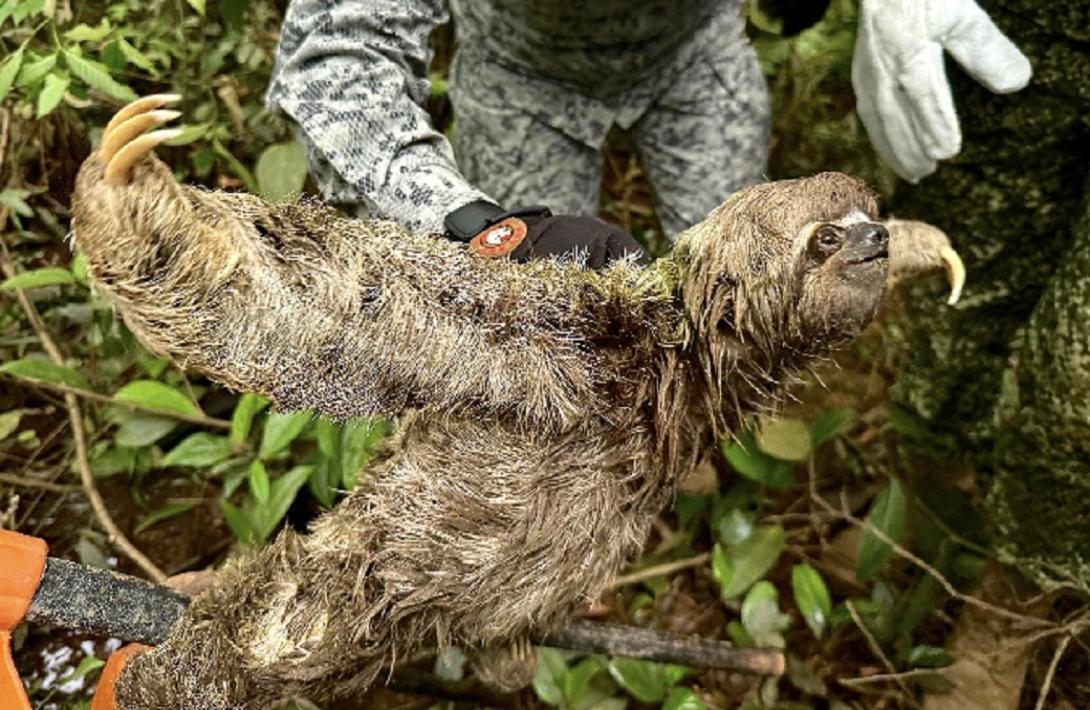 Rescate oportuno a oso perezoso llevado por la corriente del río Caquetá