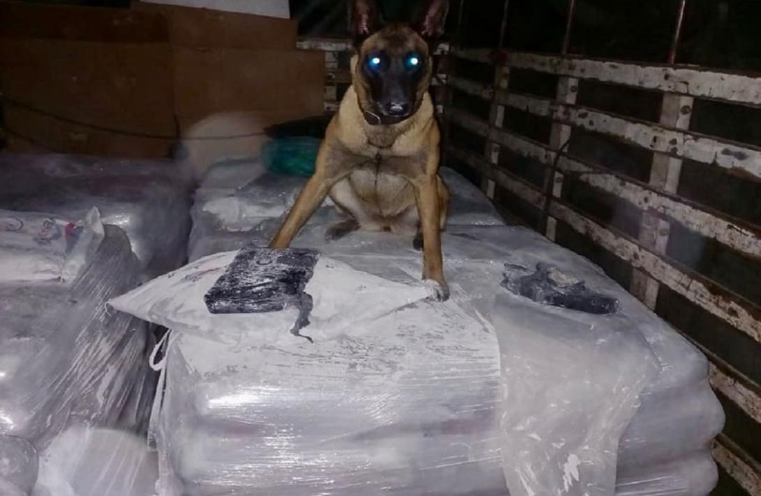 Ely, canino del Ejército Nacional, halló más de una tonelada de marihuana en el Quindío