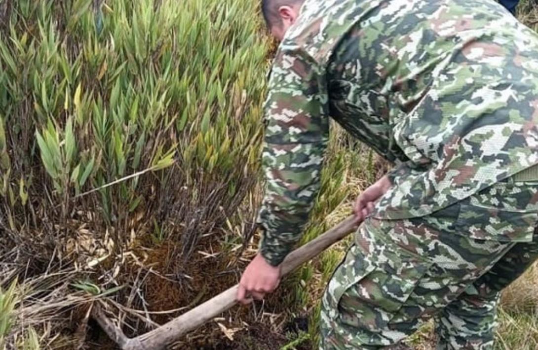 Ejército Nacional lidera jornada ambiental en Boyacá: 3.500 árboles sembrados para proteger los ecosistemas