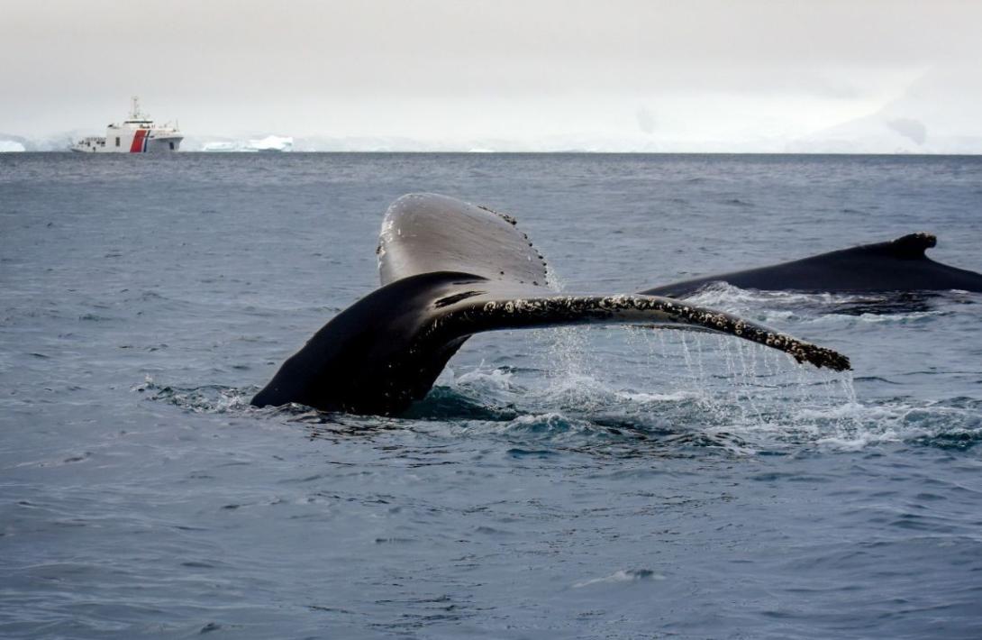 Tras 130 días de navegación por los océanos Pacífico y Antártico, la XII Expedición Antártica de Colombia finaliza y el ARC 'Simón Bolívar' regresó al país