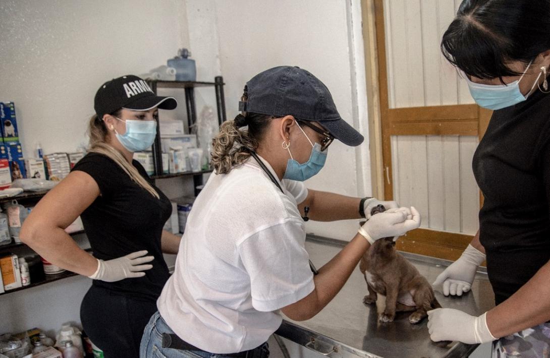 cogfm-armaa-colombia-jornada-atencion-gratuita-para-felinos-canino-de-providencia-16.jpg