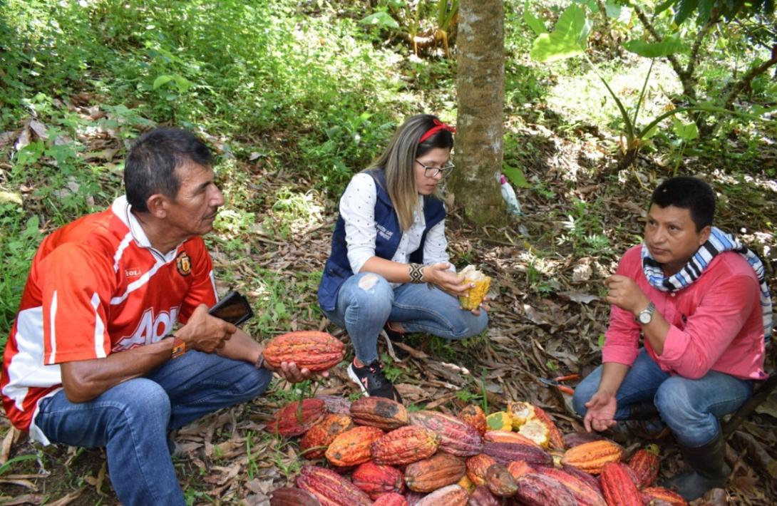cogfm-ejercito-cultivos-de-cacao-por-coca-fe-en-colombia-caqueta-13.jpg
