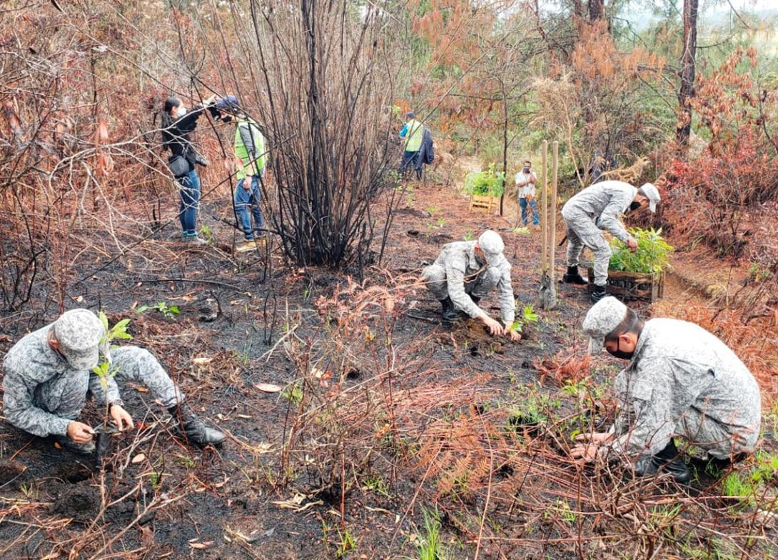 cogfm-fuerza-aerea-operacion-artemisa-jornada-reforestacion-antioquia-20.jpg