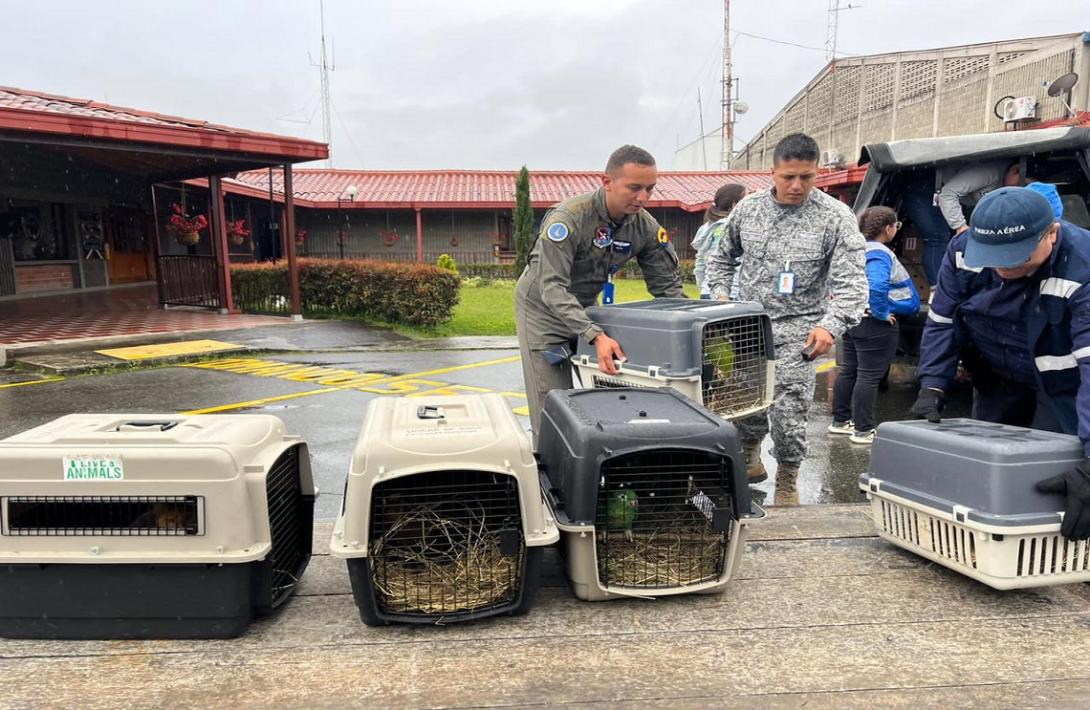 de-antioquia-al-meta-fueron-trasladados-10-animales-silvestres-con-el-apoyo-de-su-fuerza-aerea.jpg